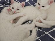 3 reinweiße Türkisch Angora Mix Kitten Ab Sofort abgabebereit - Castrop-Rauxel