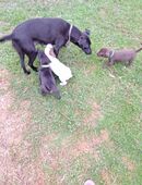 Jack Russel Mix Welpen in 36419