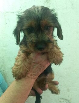 Füles, süsser YorkshireTerrier Mix Welpe - Remagen
