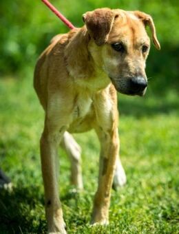 Matyi von kettenlos - Bollingstedt