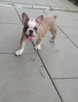 Französische Bulldoggen Welpen zu verkaufen – Bald abgabebereit! Standort: Nürnberg | Ab 1300€ - Nürnberg