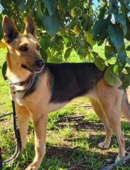 PERLA (W) - freundlich, voller Energie - Sankt Goar Zentrum