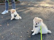 Zwergspitz Pomeranian Welpen Rüden