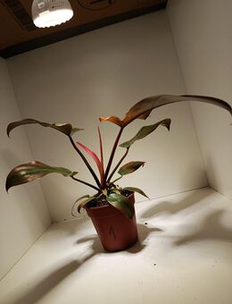 Philodendron Florida Bronze High Grade - Rietberg