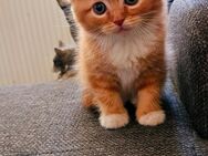 Britisch Perser Mix Kitten - Völklingen
