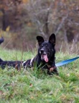 Wayra wünscht sich ein Zuhause - München