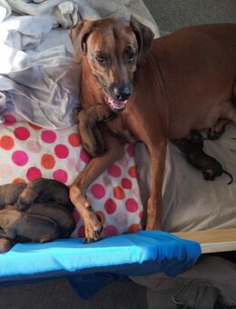 Rhodesian Ridgeback Welpen sind da - Oberrot