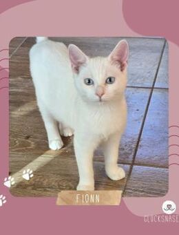 Katerchen Fionn sucht Dich zum spielen - Lalendorf