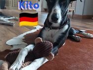 Kito sucht sein Körbchen - Heppenheim (Bergstraße)