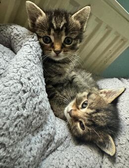 Katzen suchen neues zuhause - Hechingen Zentrum