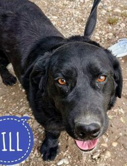 Till ein gutmütiger Traumhund - Mannheim