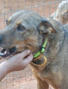 Voula-engagiert und sehr menschenbezogen - Mettmann