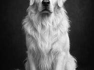 Golden Retriever Welpen - Giebelstadt
