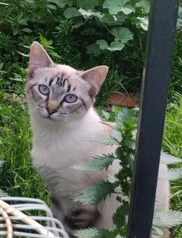 Milly sucht ihr Glück - Saarbrücken