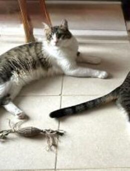 Frankie und Baleo aus dem Tierschutz - Grevenbroich