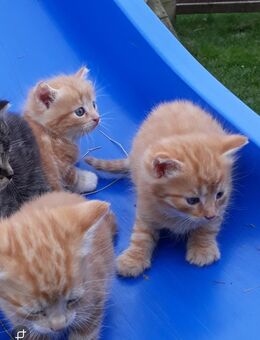 2 süße rote Kater und ein Kätzchen abzugeben - Kirchberg (Sachsen)