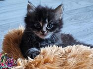 Flauschige Babykatzen suchen ein liebevolles Zuhause. - Hettstedt