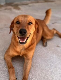 Marie im städtischen Canile - Bad Vilbel