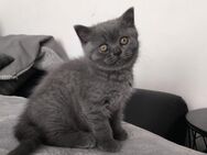BKH Kitten Blue/Silver Auszugsbereit - Hamburg