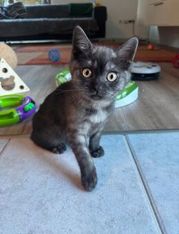 Bkh black smoke - Rhede