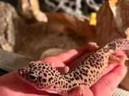 Leopardengecko (Eublepharis macularius) mit Terrarium und Zubehör - Konstanz