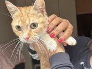 Rena aus dem Tierschutz - Grevenbroich