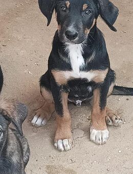 Angelo; verschmuster Jüngling - Geilenkirchen