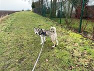 Husky Rüden Sibirischer Hund - Naumburg (Saale)