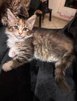 Maine Coon Kitten - Weyhe