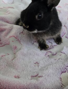 Zwergkaninchen Bock 10 Wochen alt kleiner als seine brüder - Schenefeld (Landkreis Pinneberg)