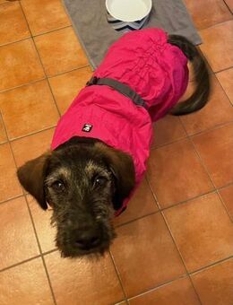 Skadi neugierig Hündin will auf Reisen - München