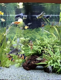 JUWEL Aquarium VISION 260 Liter LED mit Unterschrank - Herzogenrath