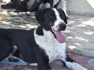 Roque mit Mama + Geschwistern Mr - Ludwigshafen (Rhein)
