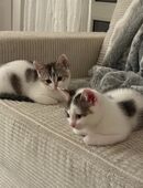 Drei zuckersüße kitten suchen ein zuhause in 85435