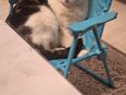 Junge Kater 18 Monate alt zu verkaufen in 85057