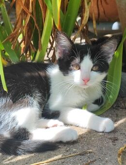 Katze sucht liebevolles Zuhause - Ebersberg