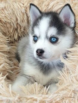 Pomsky F2 Toy & Mini Puppengesicht Bärchentyp Wollycoat - Espelkamp