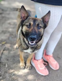 Die liebe Valentina sucht ein Zuhause ! - Dortmund