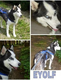 EYOLF -lieber, offener Huskymix- - Duisburg