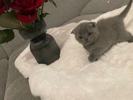 BKH Katzen - Köln