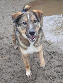 Fridolin 55 cm - Alpenrod