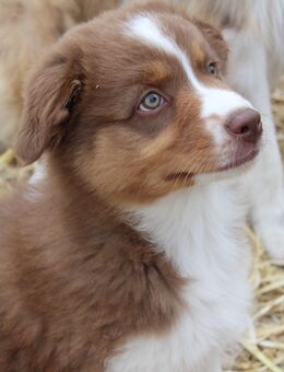 Traumhafte Australian Shepherd Welpen mit ASCA Papiere - Großenwörden