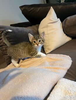 Kitten / Katzenbabys - Euskirchen
