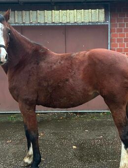 Zuchtstute Casall 168cm 11 Jahre. - Lathen