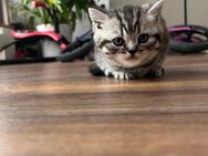 Zuckersüße BKH Silver tabby kitten - Lengede
