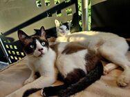 Cosmo und Henry in Pechbrunn (ALO) - Geisenheim