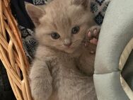 Reinrassigen BKH Kitten - Wenden