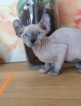 Zuckersüße Kanadian Sphynx Kitten mit Elf-Papa - Köln
