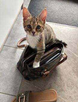 6 Monate altes Bengalmixkitten, abzugeben - Meckenheim