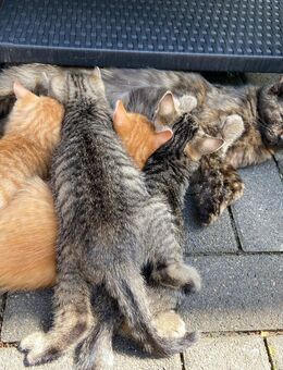 Babykatze Kater Kitten noch 2 Kater abzugeben - Nachrodt-Wiblingwerde